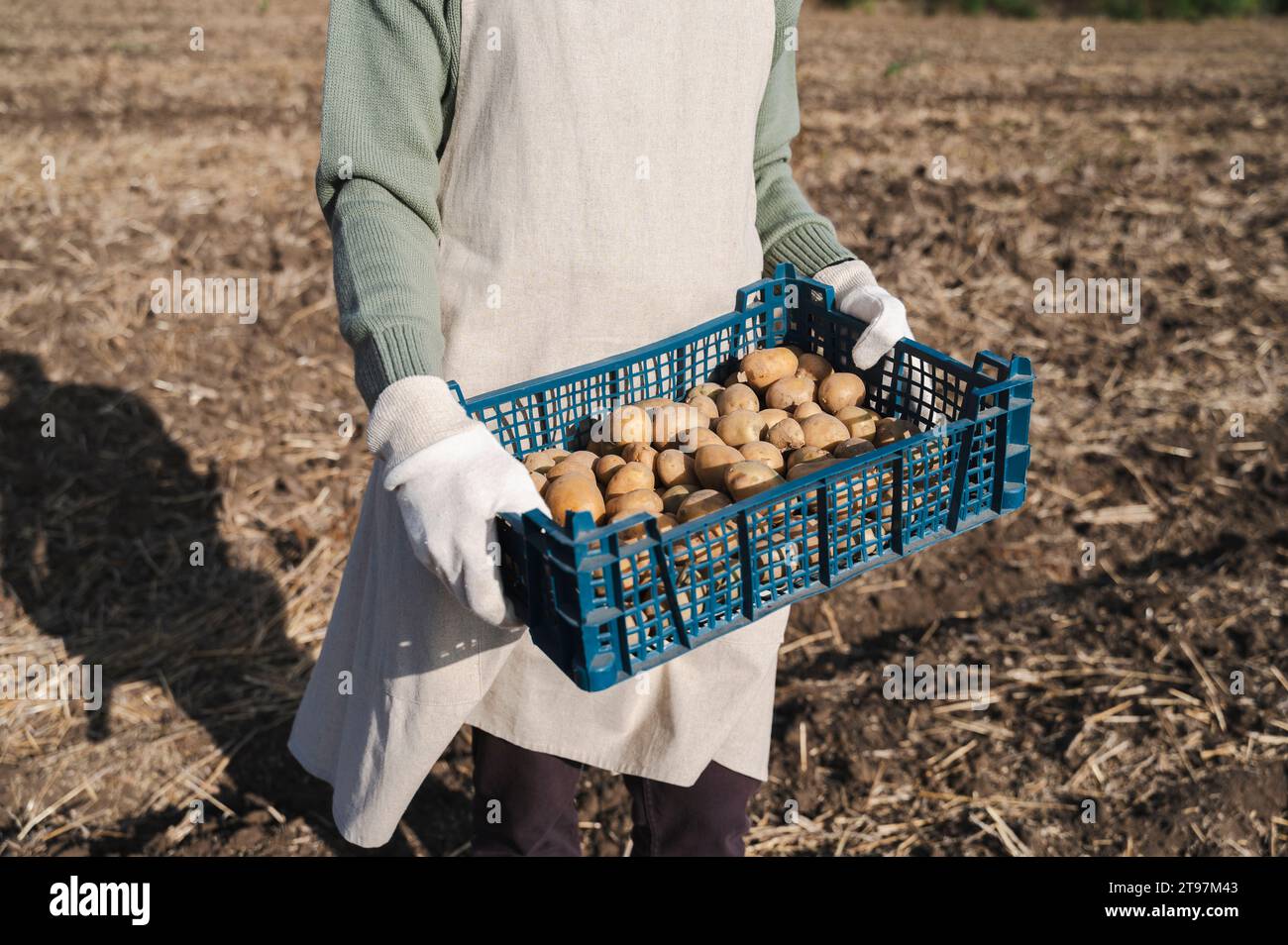 Farmer holding crate of potatoes harvested from field Stock Photo - Alamy