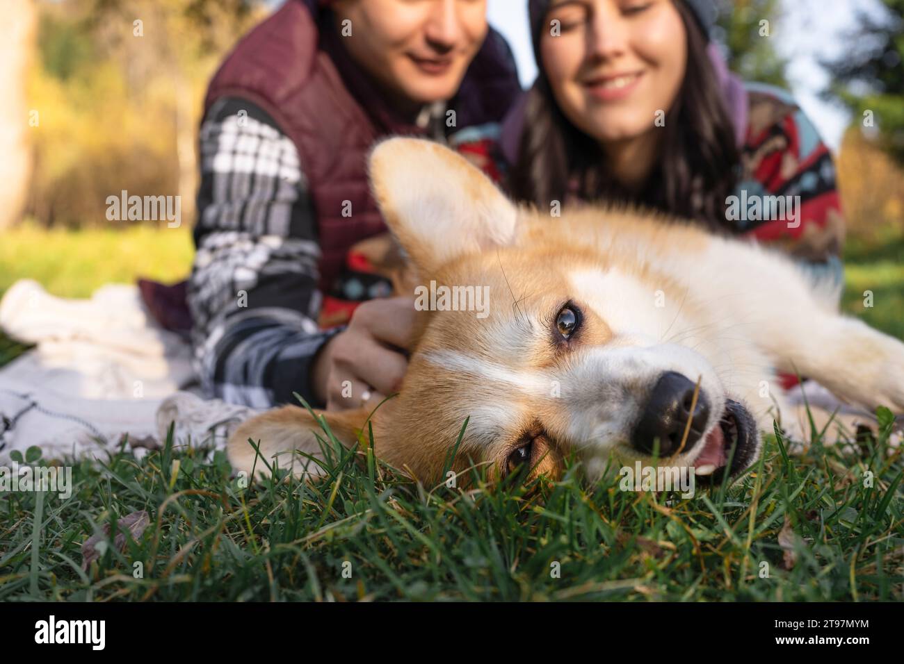 Cute Pembroke welsh corgi with couple in background on meadow Stock Photo