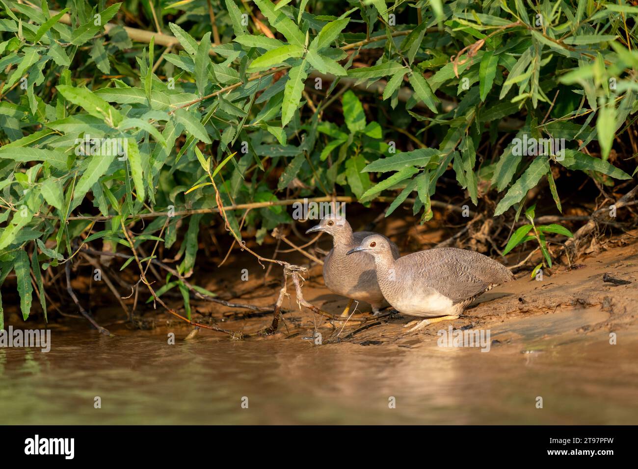 undulated tinamou on bank of river in tropical Pantanal (CTK Photo/Ondrej Zaruba) Stock Photo
