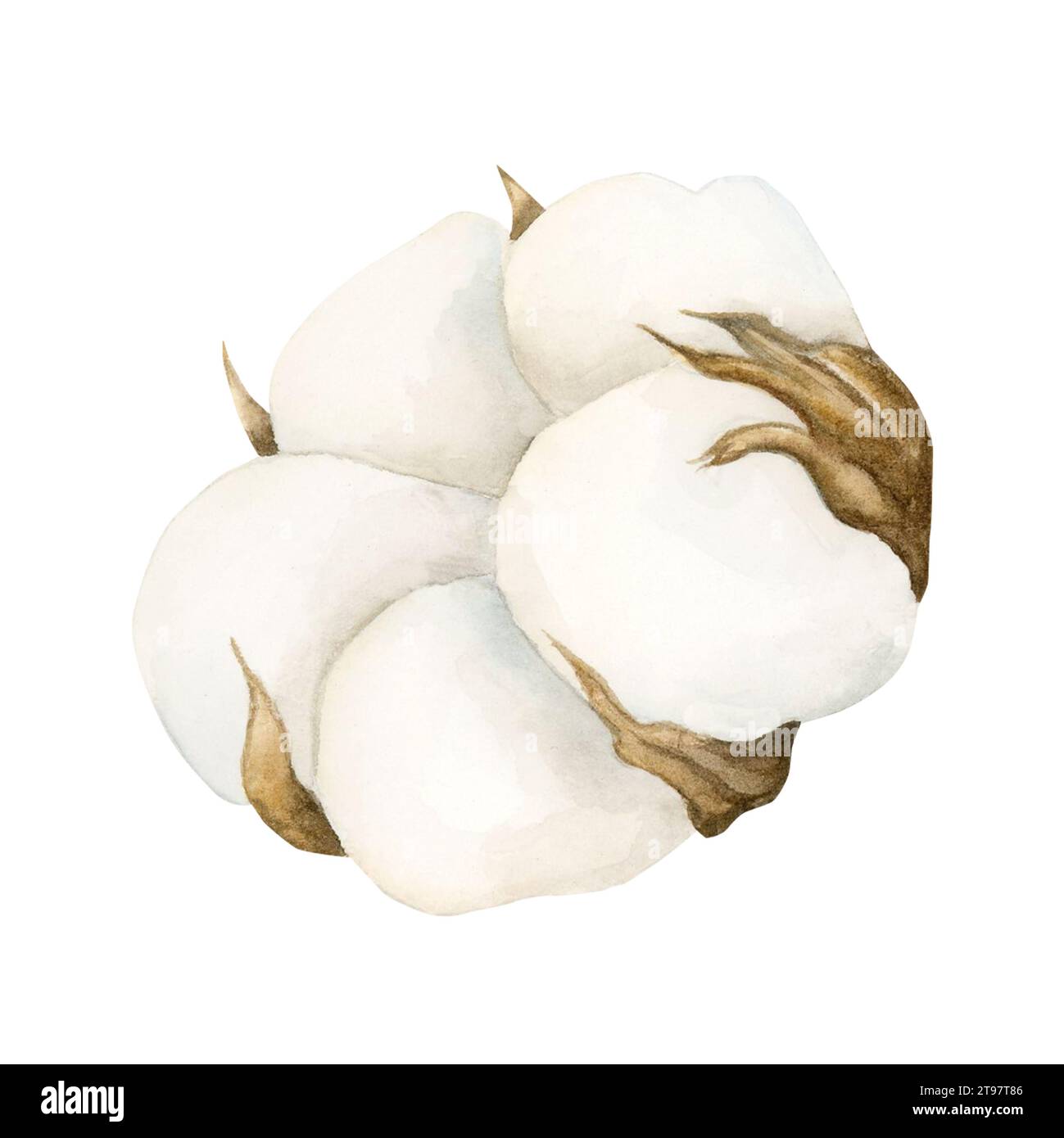 Cotton. Watercolor illustration isolated on white background for winter ...