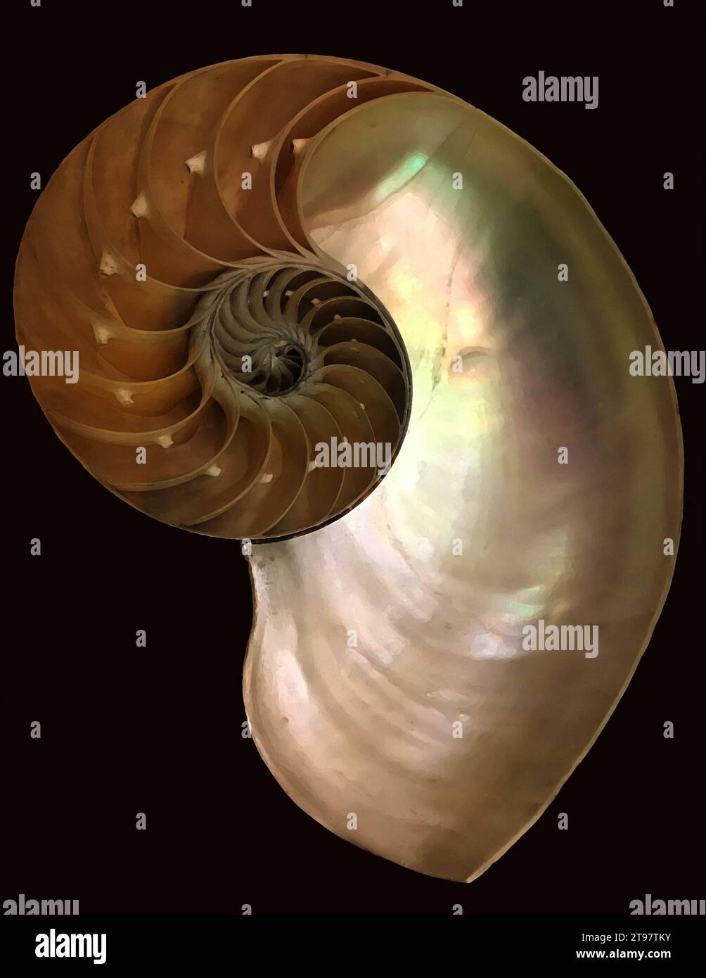 Art cross section of chambered nautilus sea shell (Nautilus pompilius), pearly nautilus, pelagic marine mollusc in the cephalopod family Nautilidae. Stock Photo