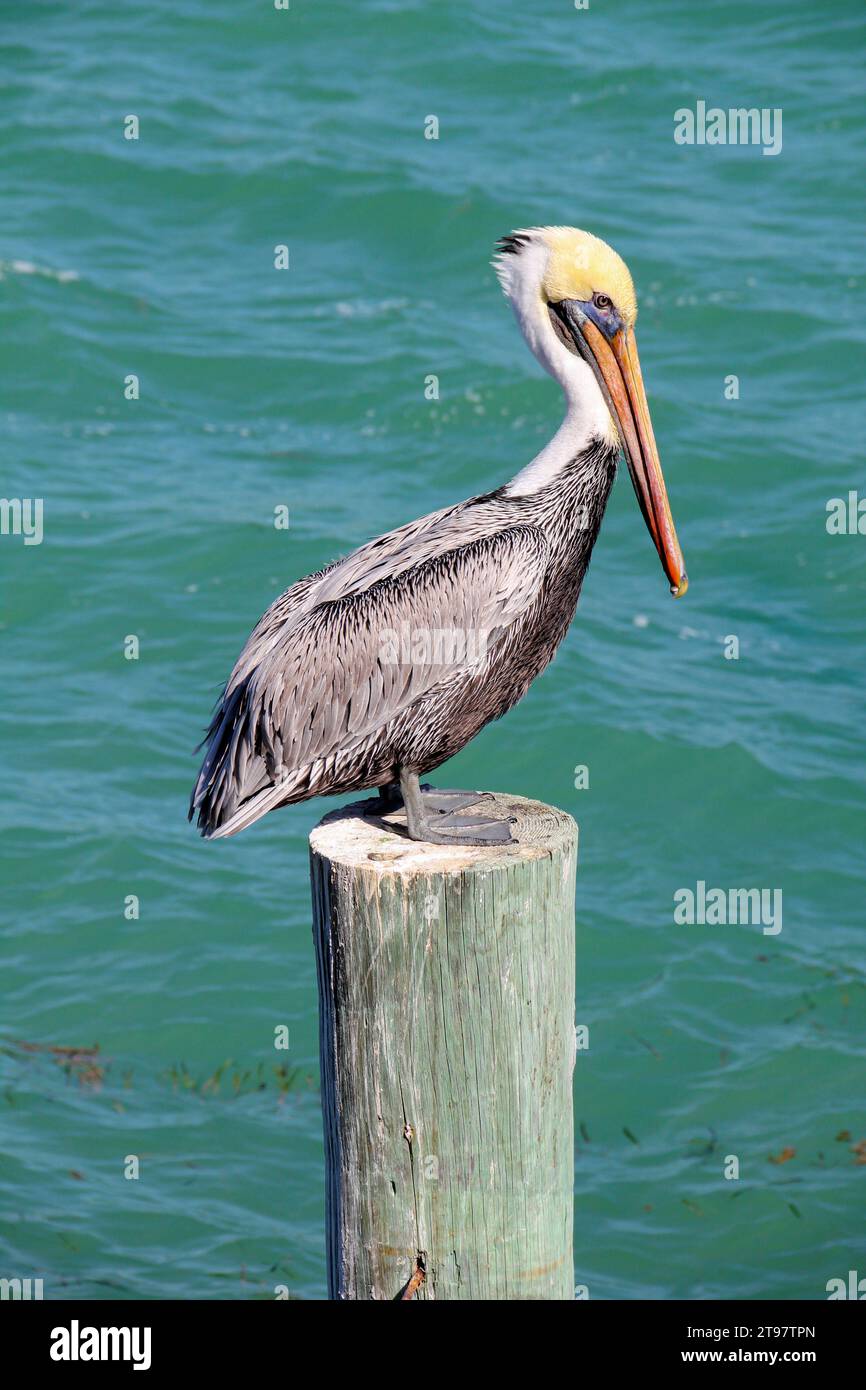 Brown Pelican perched on dock piling post with sea in the background, Florida Keys Stock Photo
