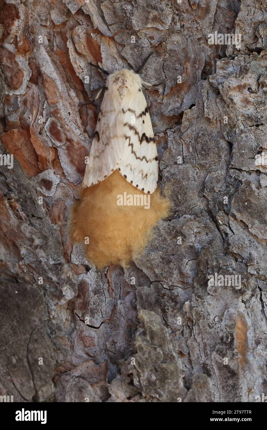 female spongy moth with its clutch of eggs Stock Photo Alamy