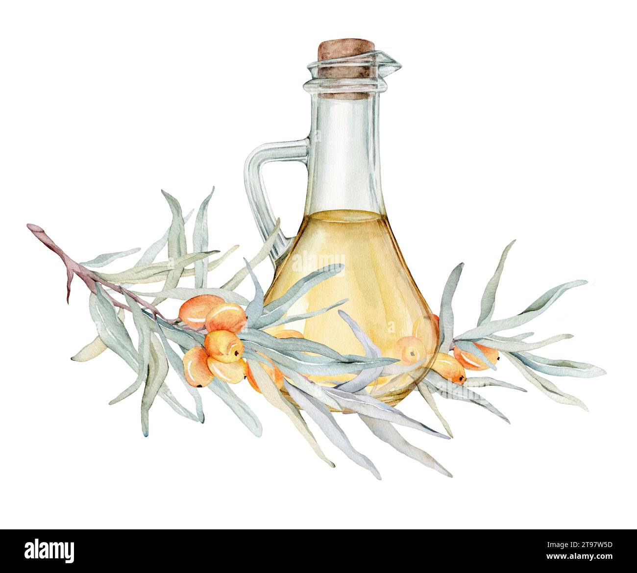 Sea buckthorn oil in glass bottle. Hand drawn illustration isolated