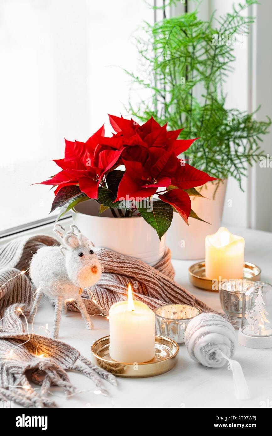 white cozy window arrangement, winter christmas concept, poinsettia flower, candles lights Stock Photo