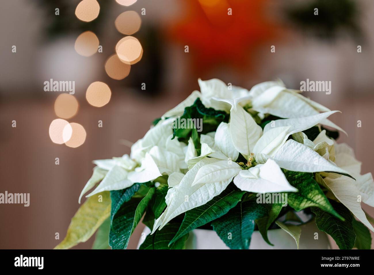 festive cozy interior arrangement, winter christmas concept, white poinsettia flower, lights Stock Photo