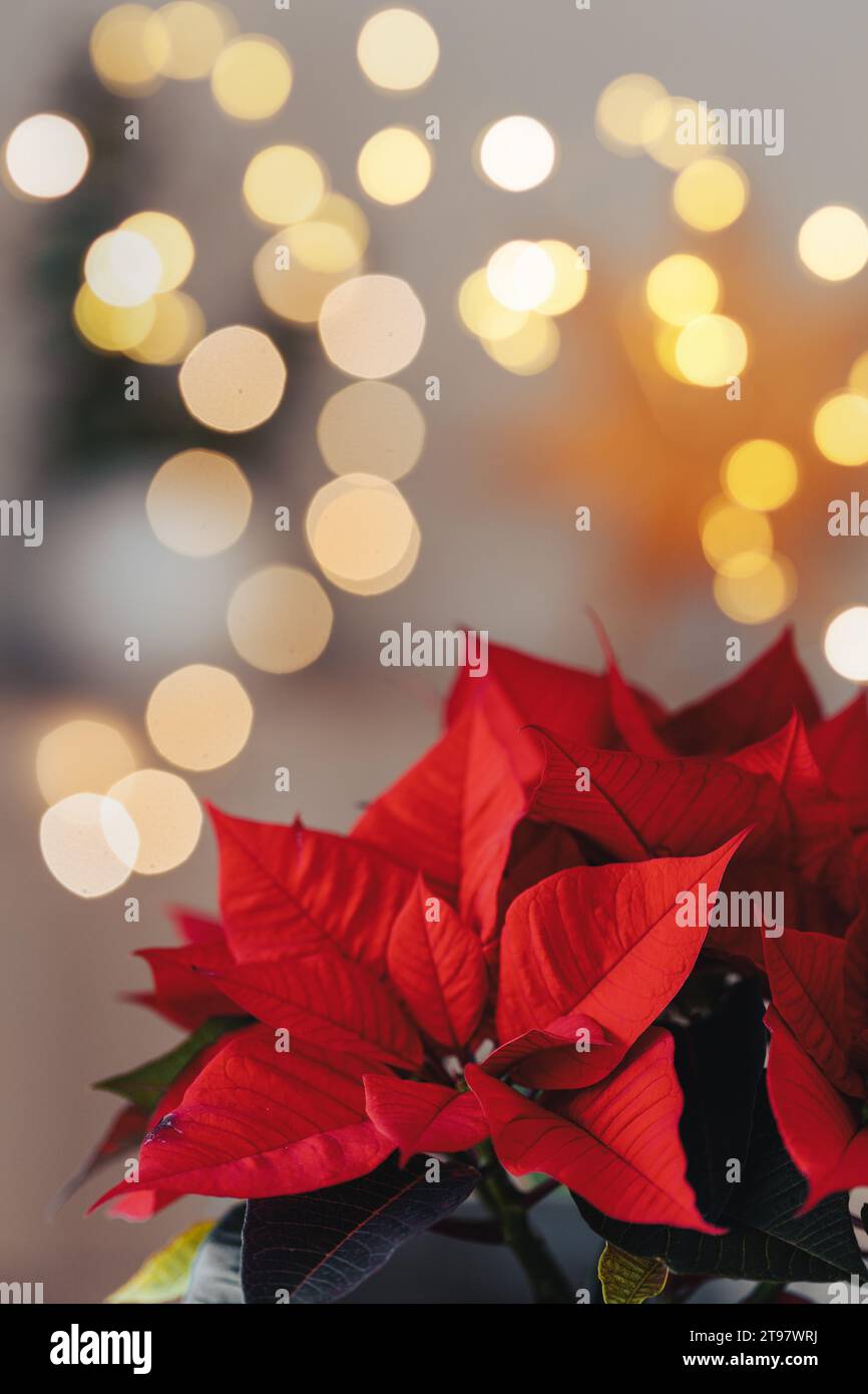 festive cozy interior arrangement, winter christmas concept, red poinsettia flower, lights Stock Photo