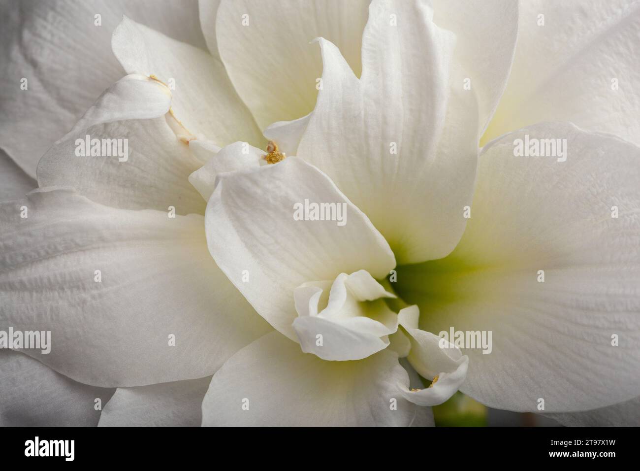 white winter christmas flower amaryllis closeup Stock Photo