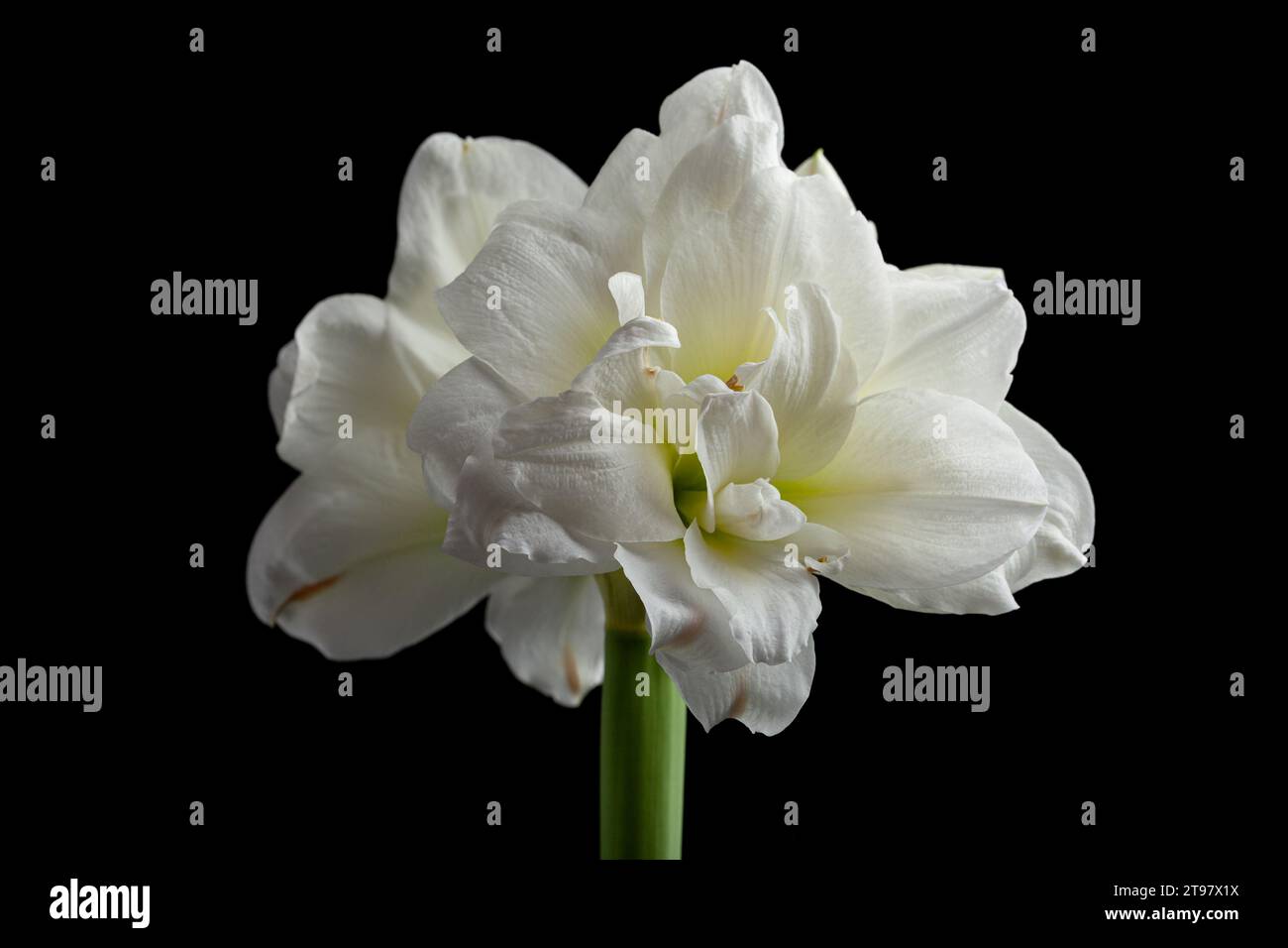 white winter christmas flower amaryllis on black background Stock Photo