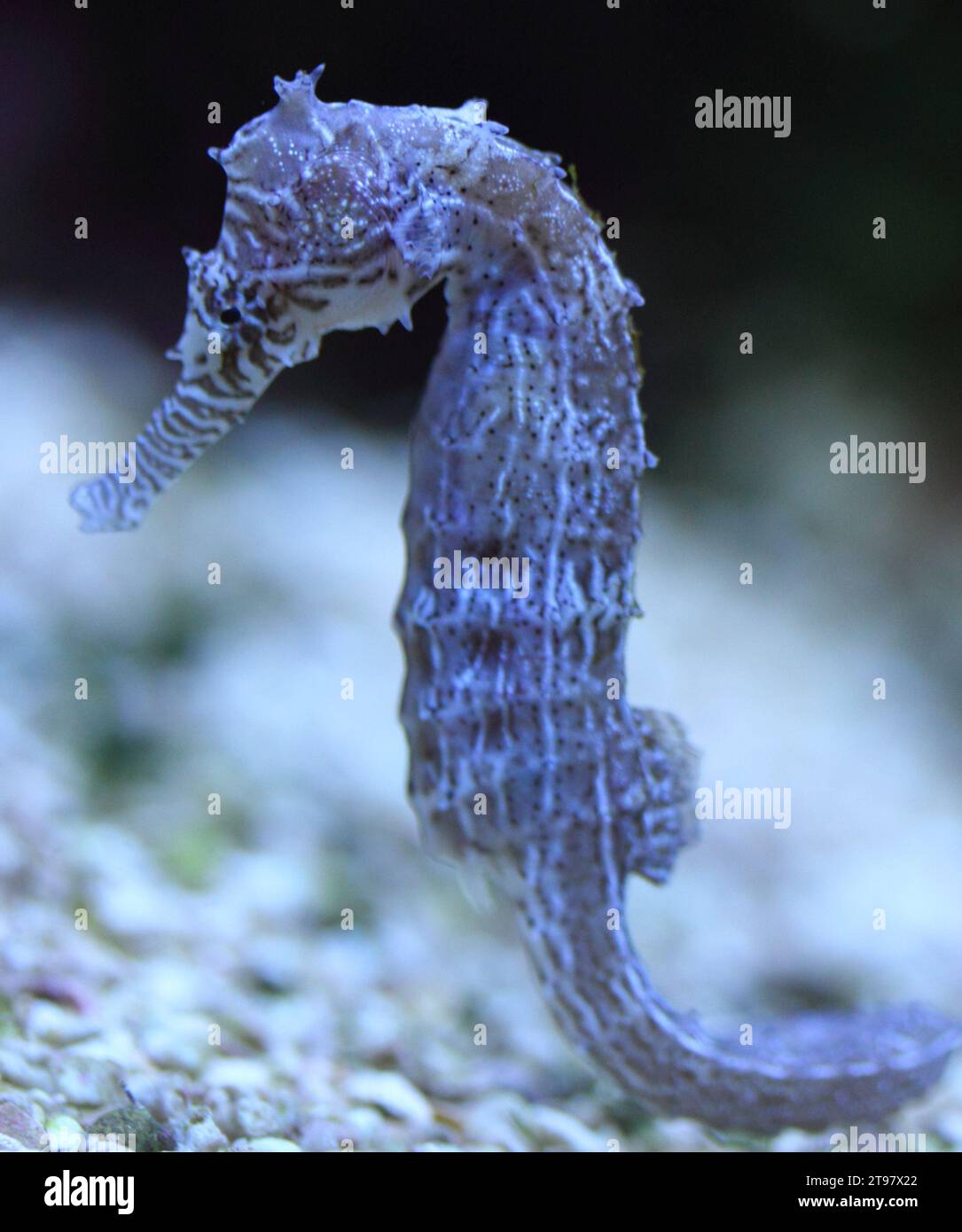 Seahorse is the name given to 54 species of small marine fishes in the