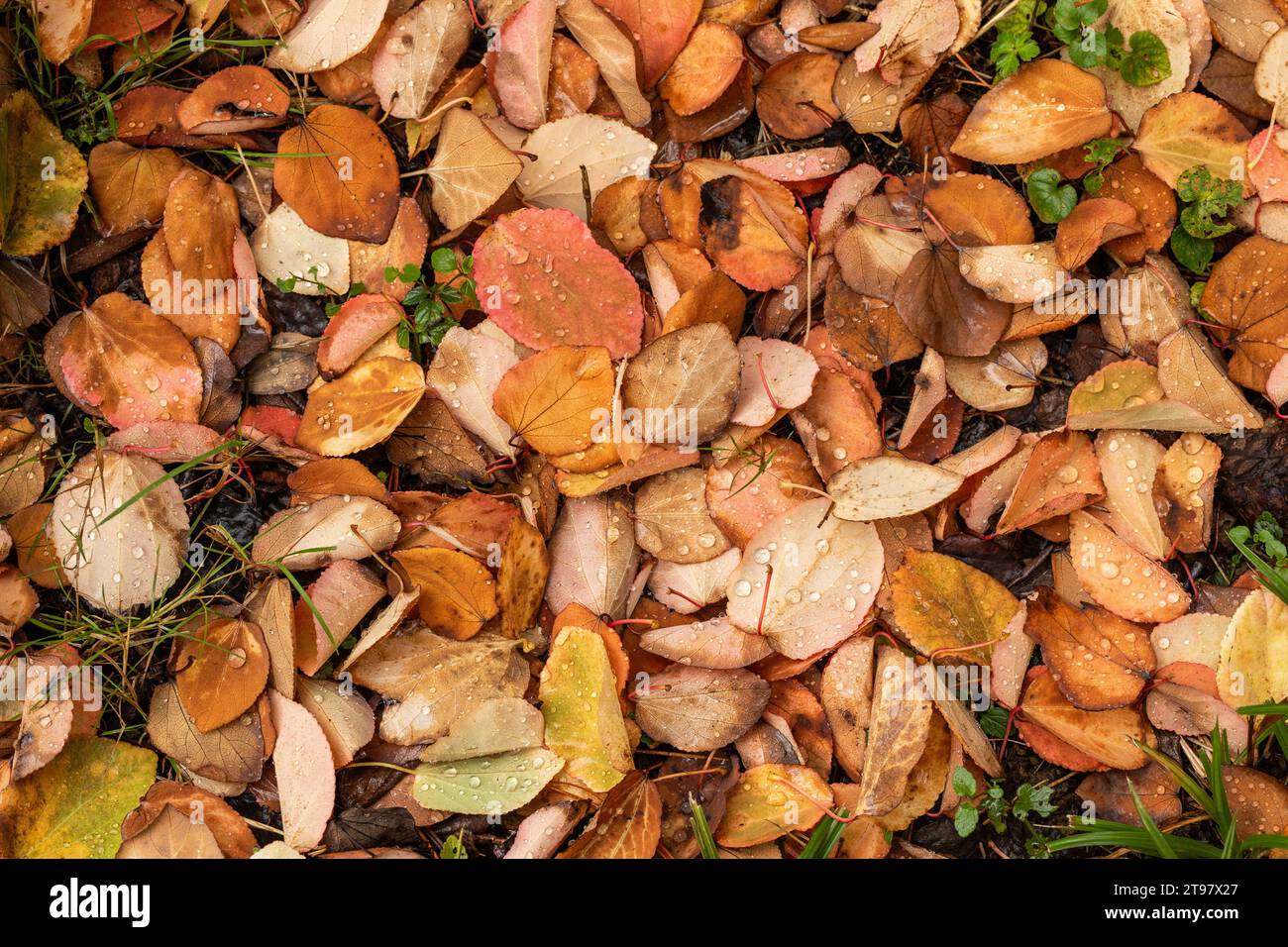 Pattern of autumn orange / golden fallen wet leaves with rain droplets on the forest floor. Wiltshire, England, UK Stock Photo