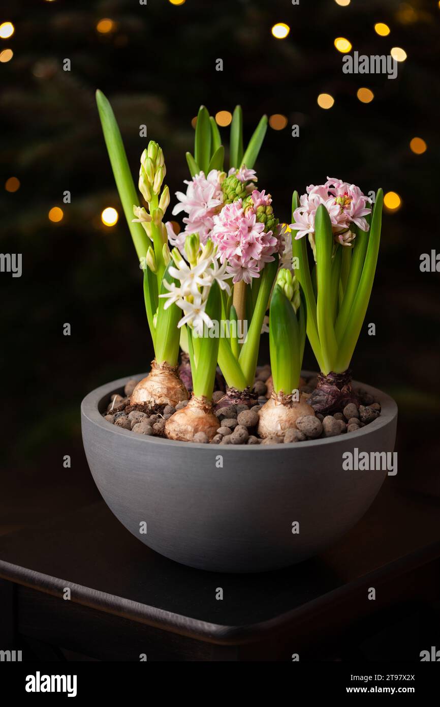 winter christmas flower hyacinth against tree with lights Stock Photo