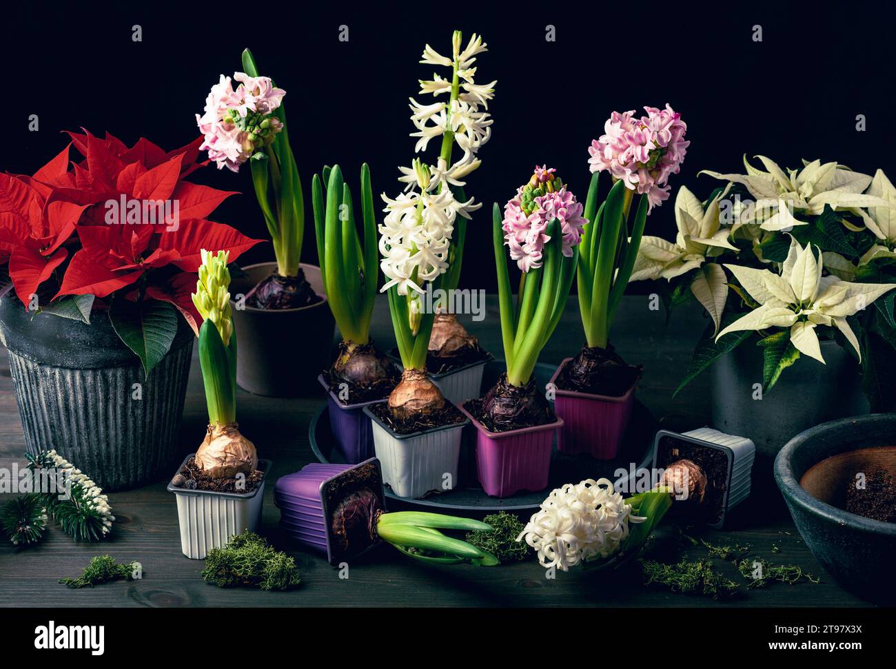 planting winter or spring flowers hyacinth poinsettia on black background, gardening concept Stock Photo