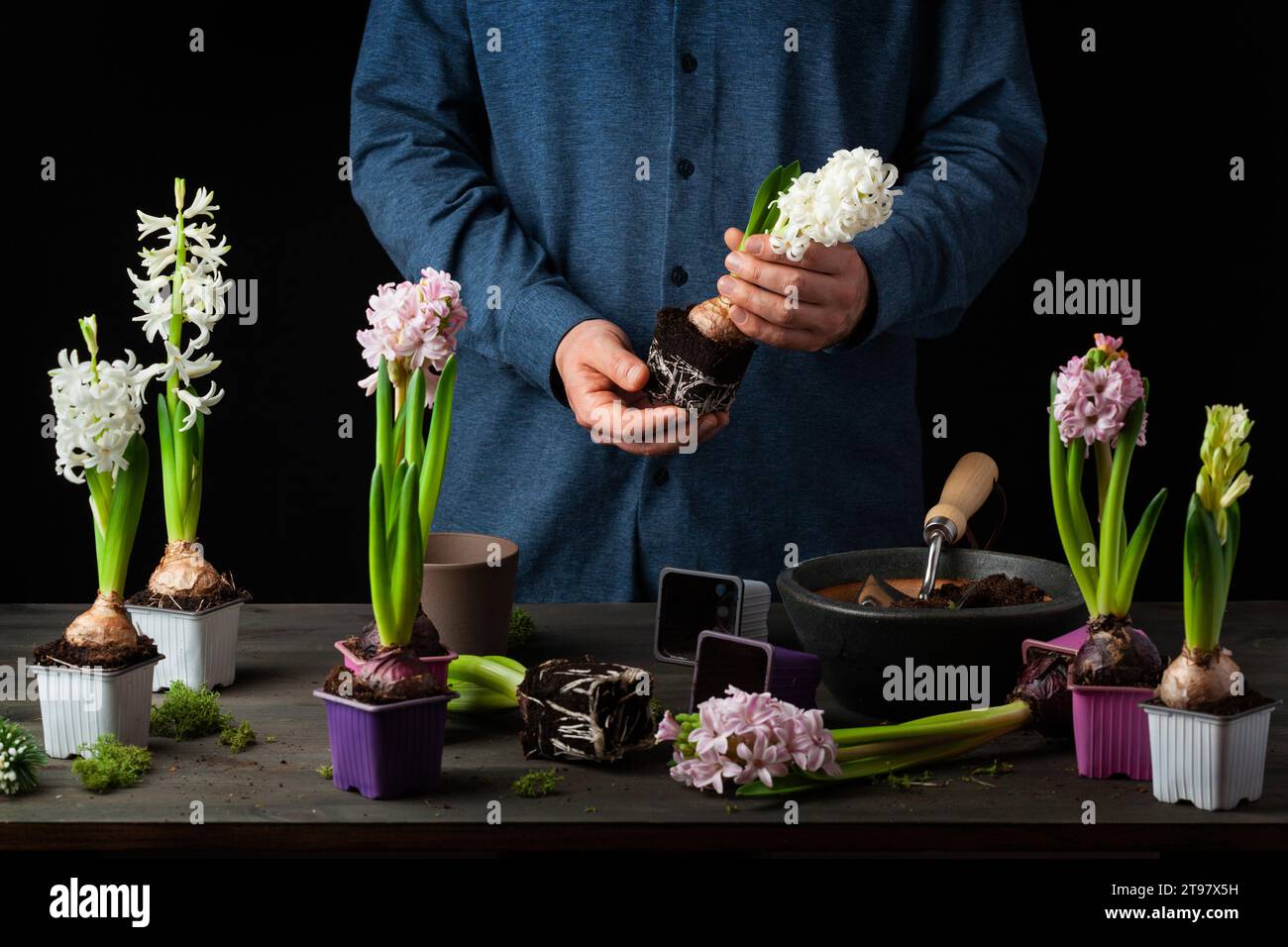 man gardener planting winter or spring flowers hyacinth on black background Stock Photo