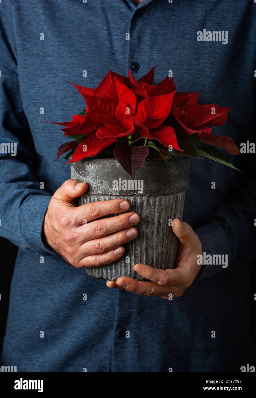 man gardener holding winter flowers poinsettia on black background Stock Photo
