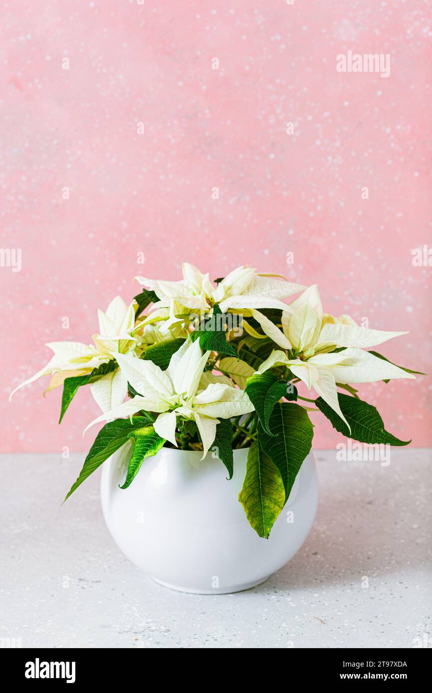 winter christmas concept, white poinsettia flower Stock Photo