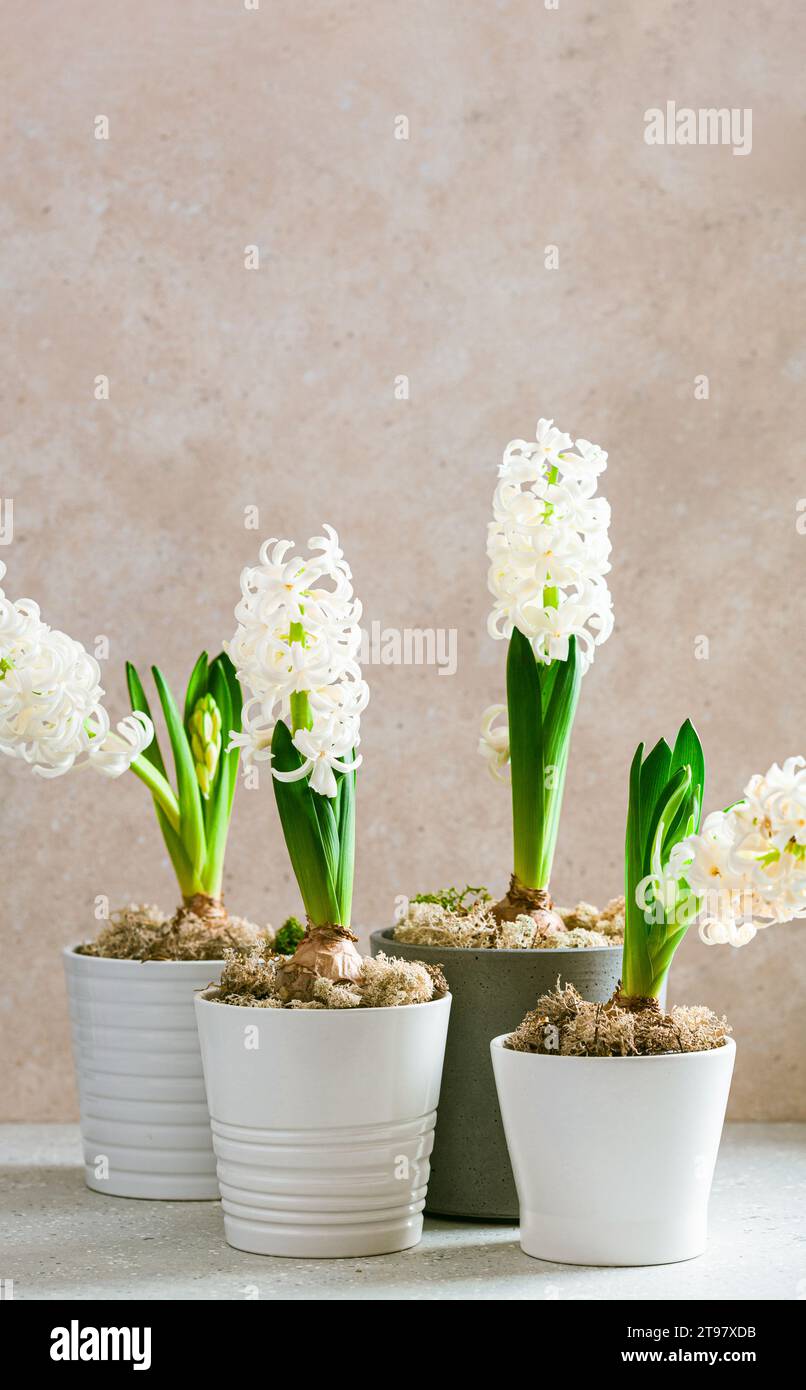 white hyacinth traditional winter christmas or spring flower Stock Photo