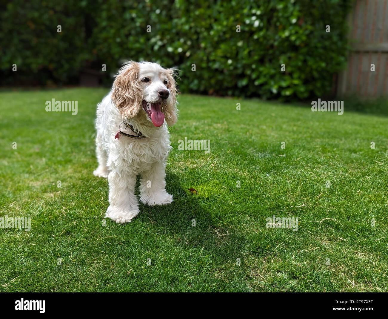 Canine needs hi-res stock photography and images - Alamy