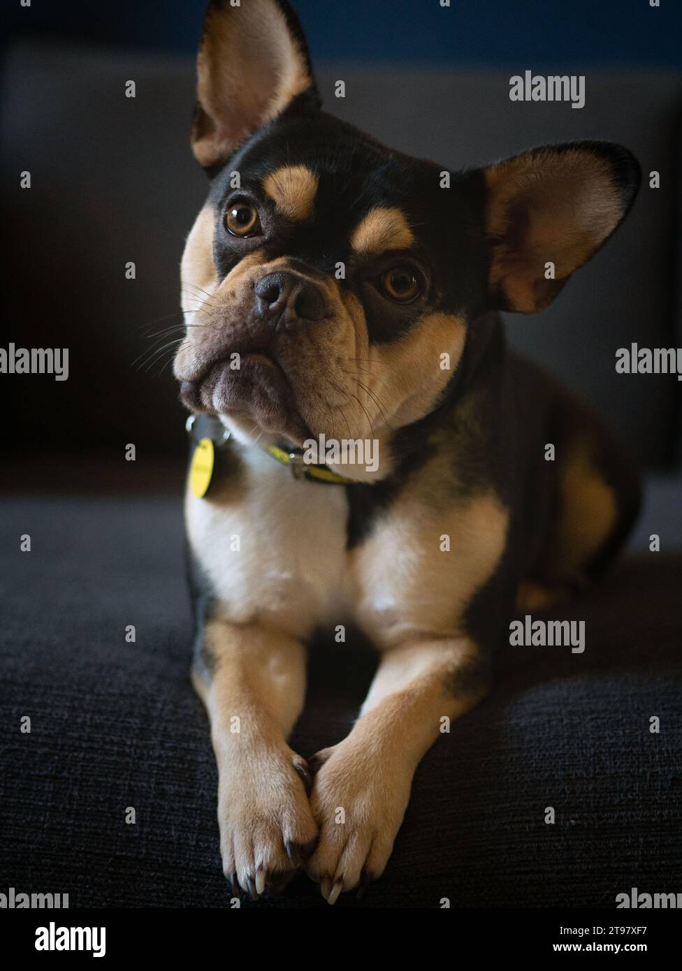 Frenchie Dog Black And Tan