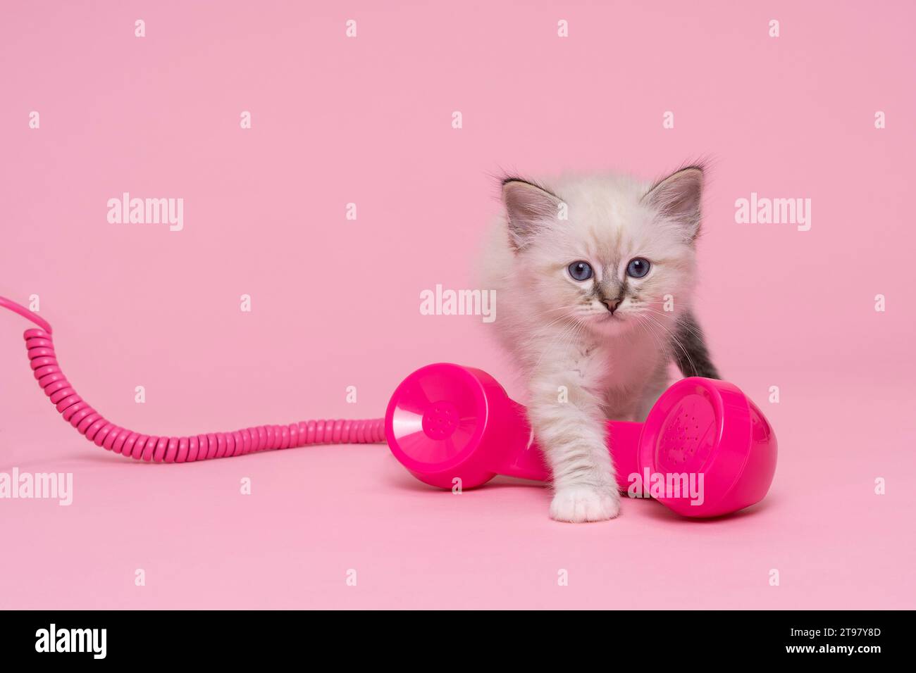 Five beautiful sacred burmese cat kittens in a dollsbed in studio close