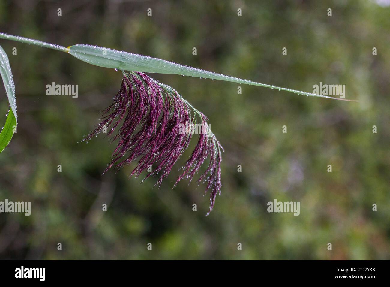 Macro and plant hi-res stock photography and images - Alamy