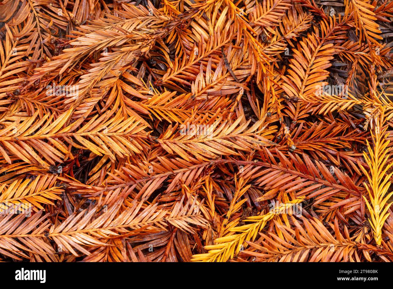 Coast Redwood Needles. El Corte de Madera Creek Preserve, Santa Cruz Mountains, California. Stock Photo
