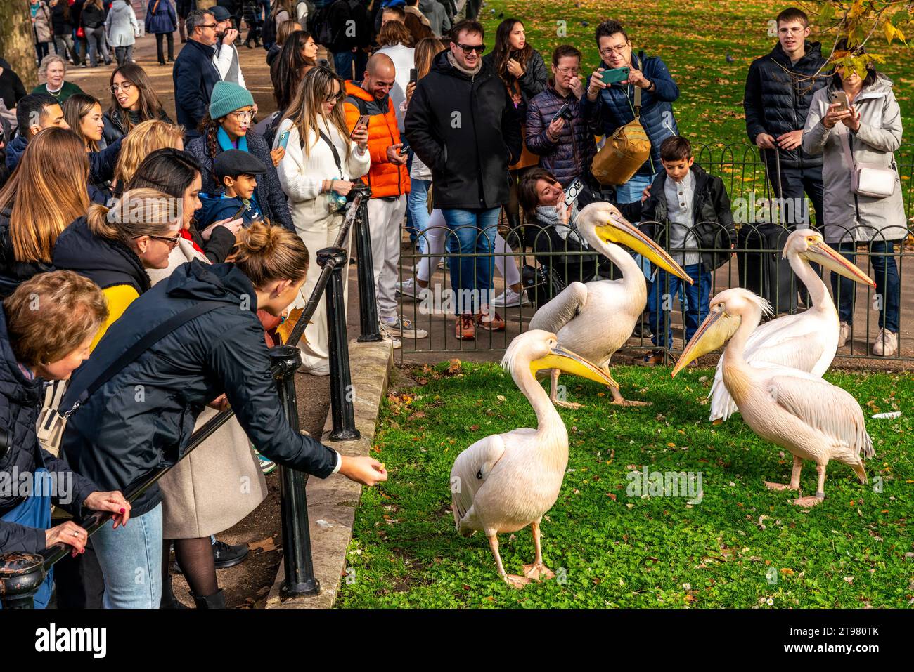 People Taking Photographs of The Pelicans In St James's Park, London, UK Stock Photo