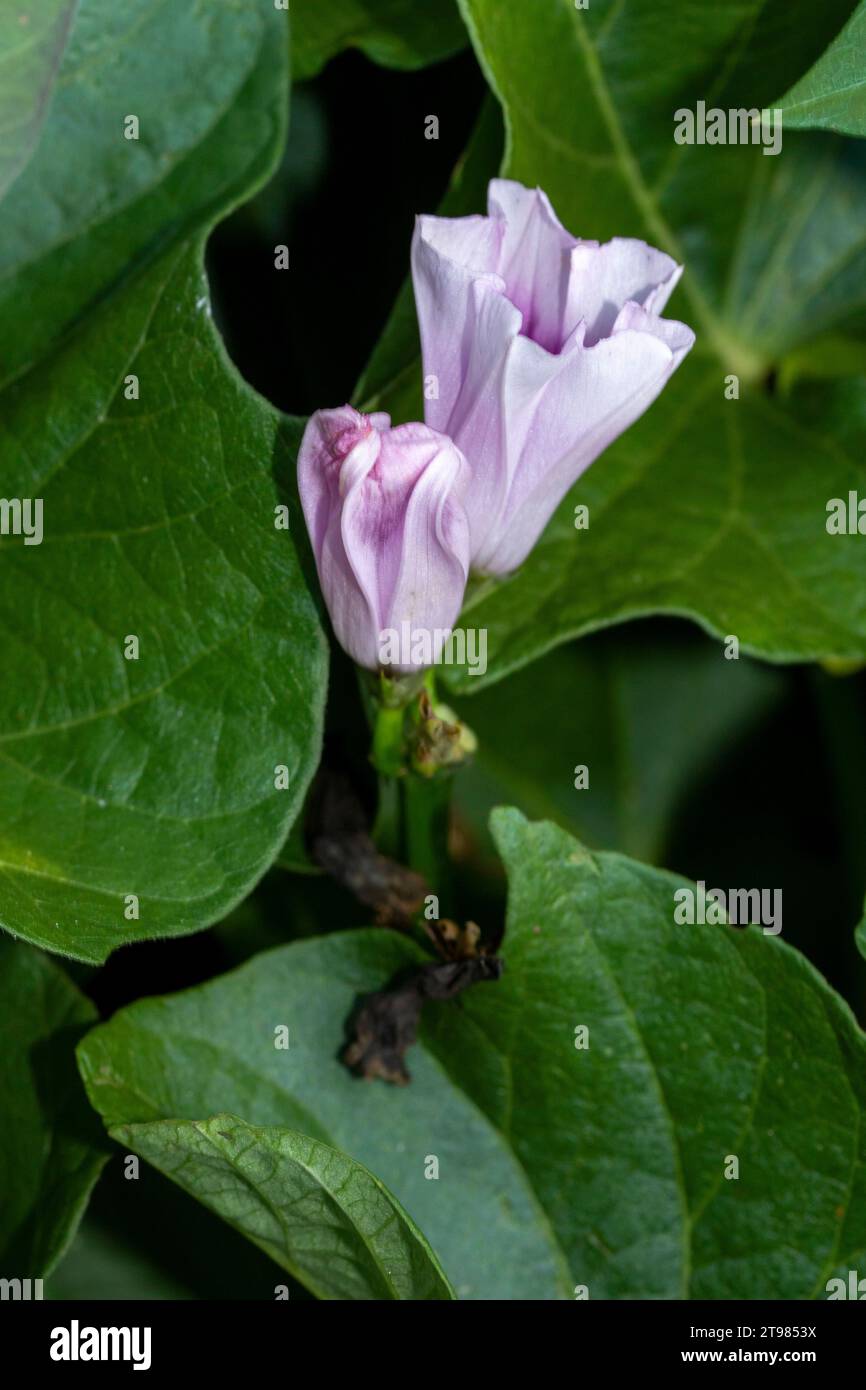 Delicate Sweet Potato flower and foliage. Natural close up food plant portrait in high resolution with some negative space Stock Photo