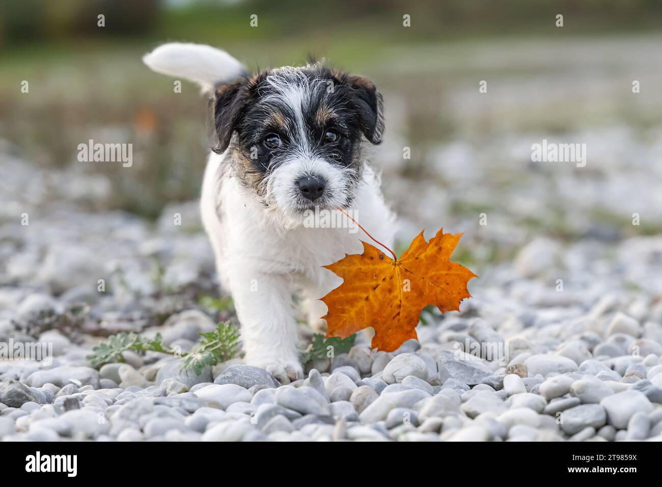 A nine week old Jack Russell Terrier doggy dog is engaged with a maple