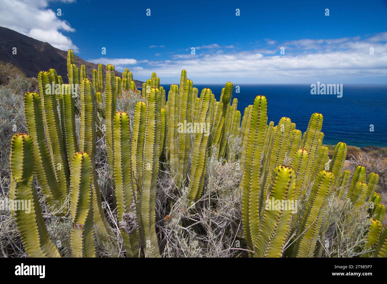 Flora and Landscape of the Island of El Hierro. Flora y paisaje de la Isla de El Hierro Stock Photo