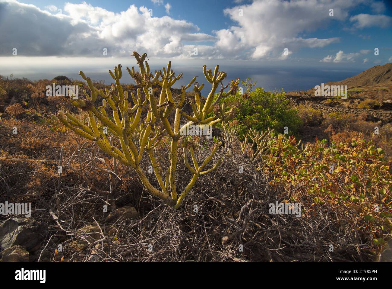 Flora and Landscape of the Island of El Hierro. Flora y paisaje de la Isla de El Hierro Stock Photo
