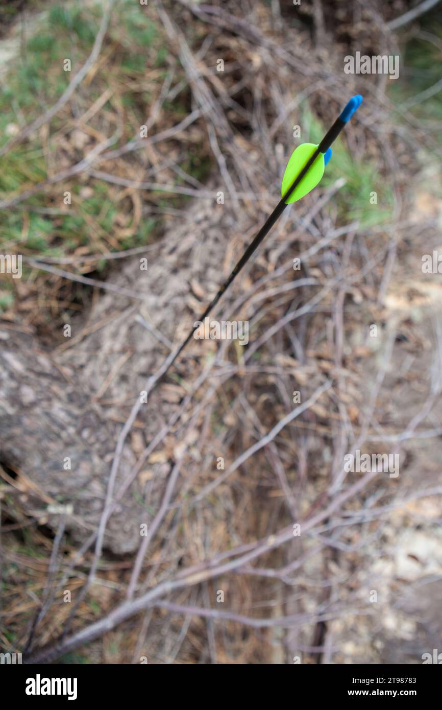 Sports arrow stuck in a log. Focus on straight parabolic fletchings Stock Photo