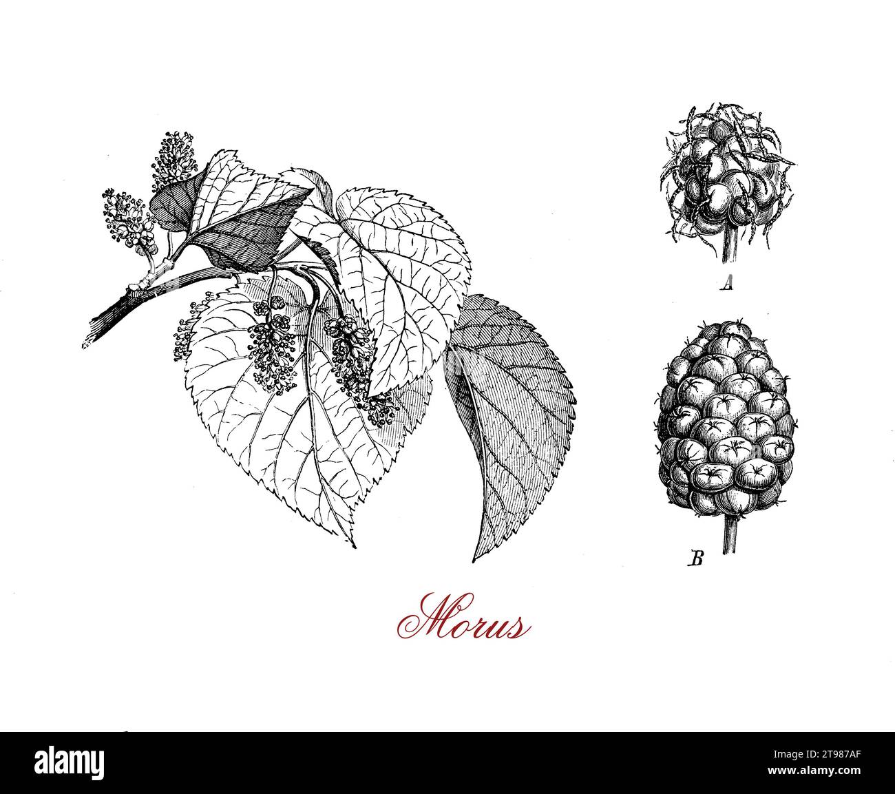 Etching of a tea garden hires stock photography and images Alamy