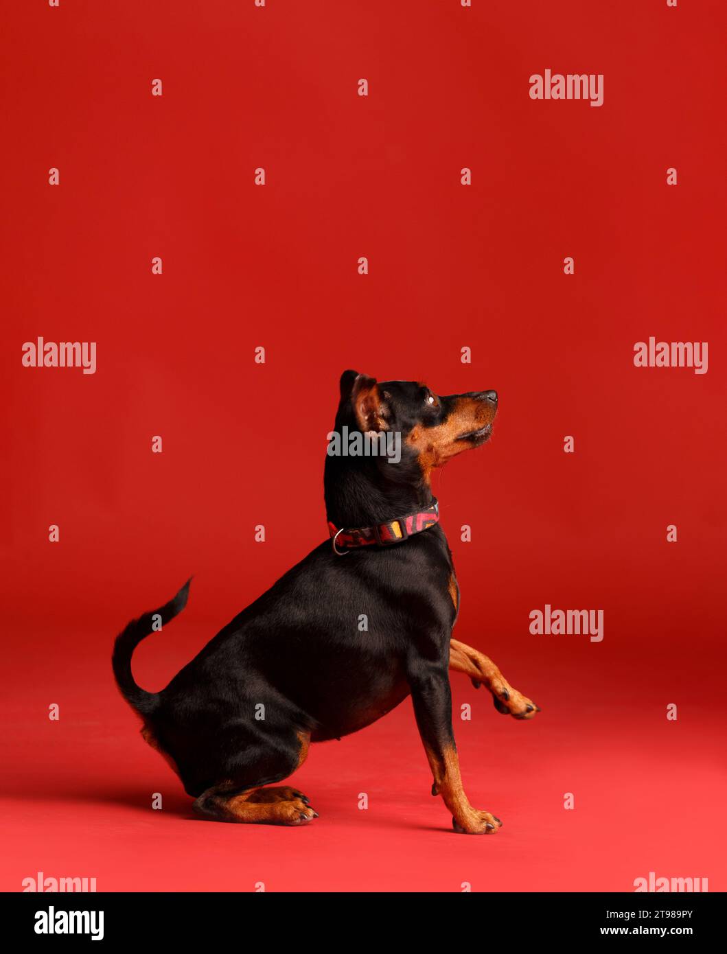 Friendly purebred miniature pinscher with uncropped ears and tail sitting with paw raised against a bright red background. mini doberman, animal Stock Photo