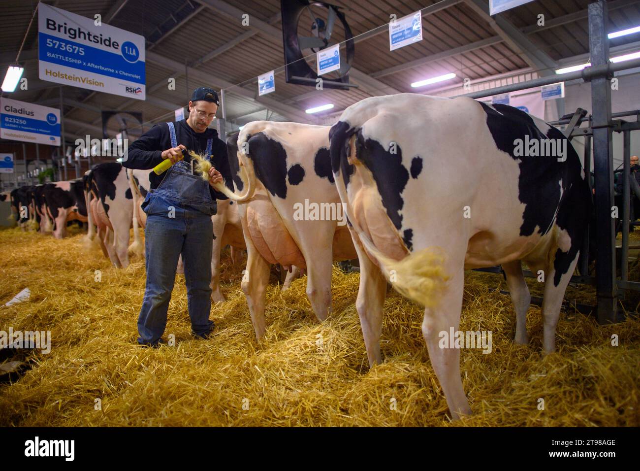 Bismark, Germany. 23rd Nov, 2023. A 'cow fitter' embellishes the tail of a cow in the Bismark breeding cattle hall. The 'Holsteinvision' association show of the 'Rinder Allianz' took place there in the evening, where cattle breeders from the breeding regions of Saxony-Anhalt and Mecklenburg-Western Pomerania as well as Brandenburg and Schleswig-Holstein presented their cattle to a panel of judges. The cattle were judged and awarded prizes for conformation, udder, feet & legs and overall impression. Credit: Klaus-Dietmar Gabbert/dpa/Alamy Live News Stock Photo
