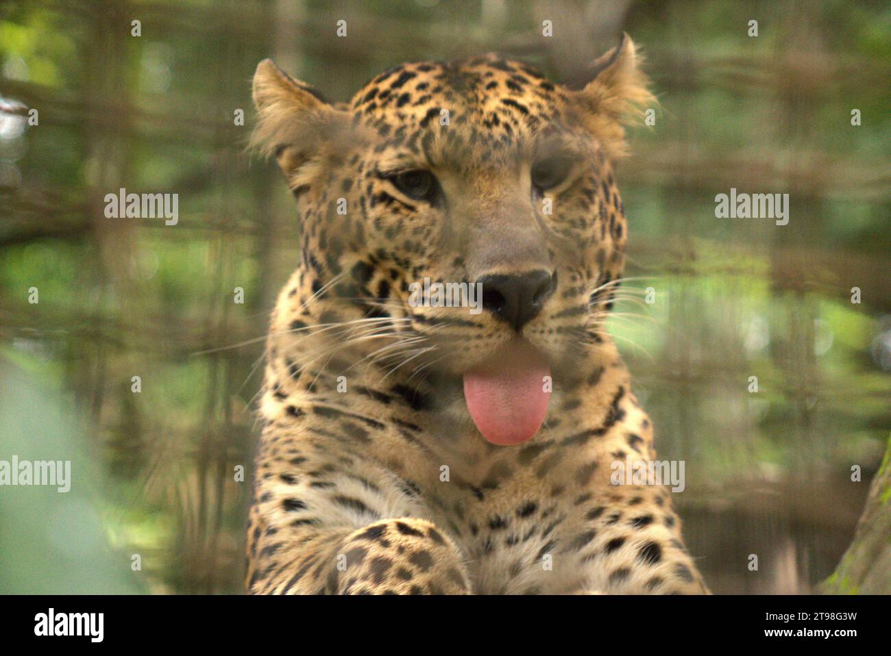 A magnificent leopard sitting in a relaxed position, its long pink