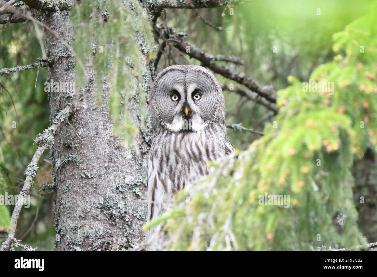 Great grey owl strix nebulosa relaxing and resting in a tree Stock Photo