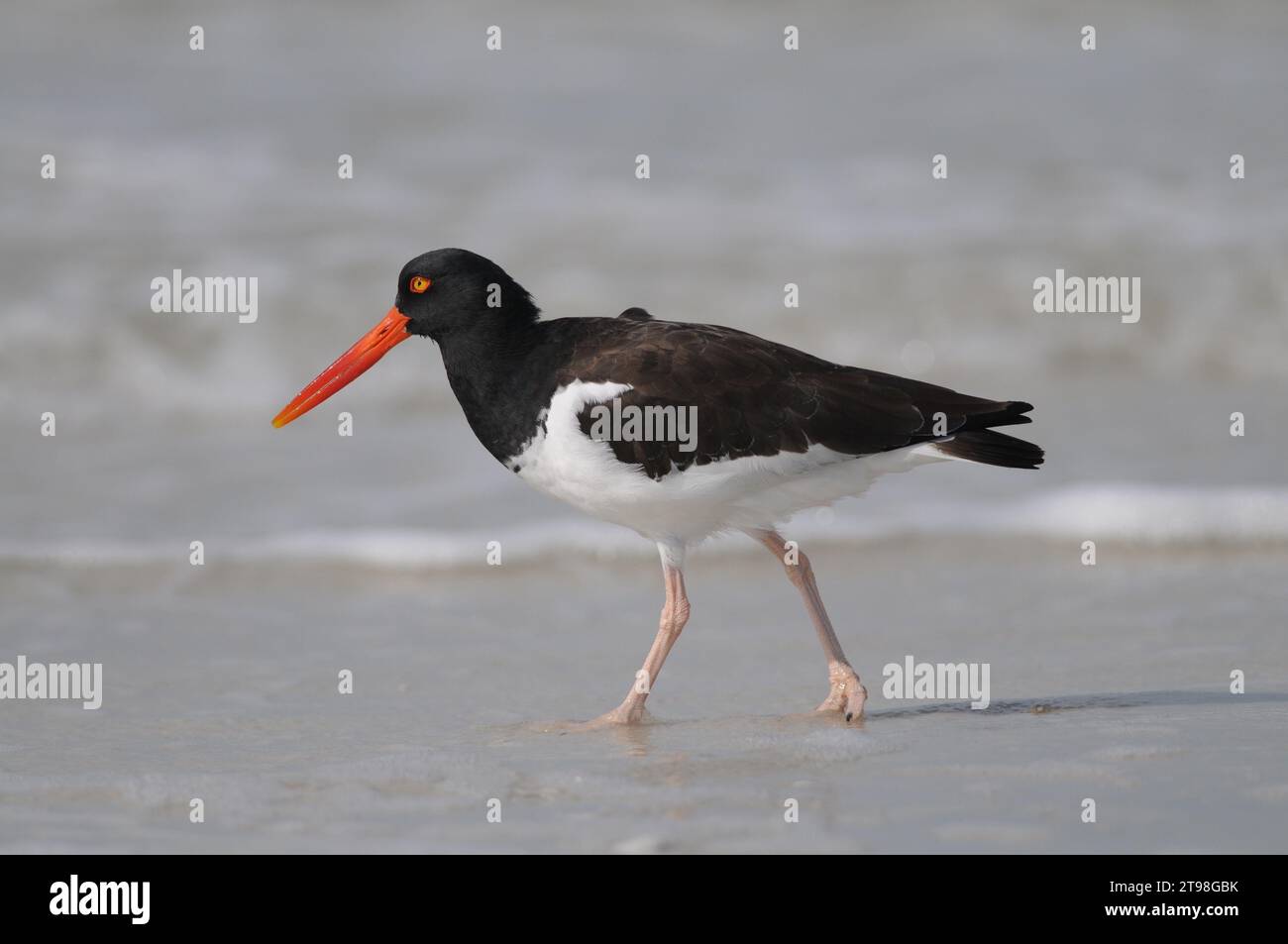 American oystercatcher Haematopus palliatus walking on the Barefoot beach in Florida USA Stock Photo