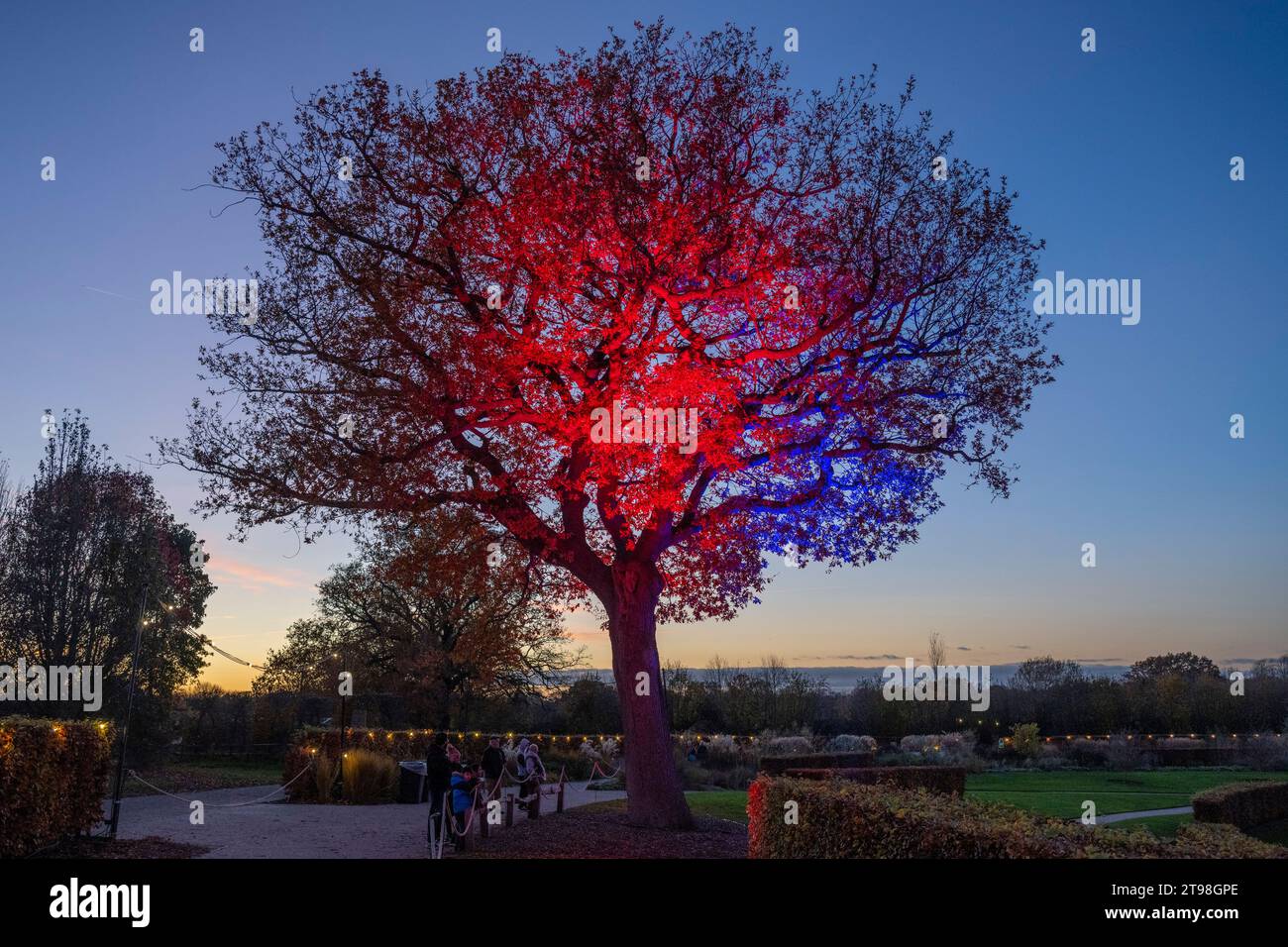 RHS Gardens Wisley, Surrey, UK. 23rd Nov, 2023. Magical preview evening