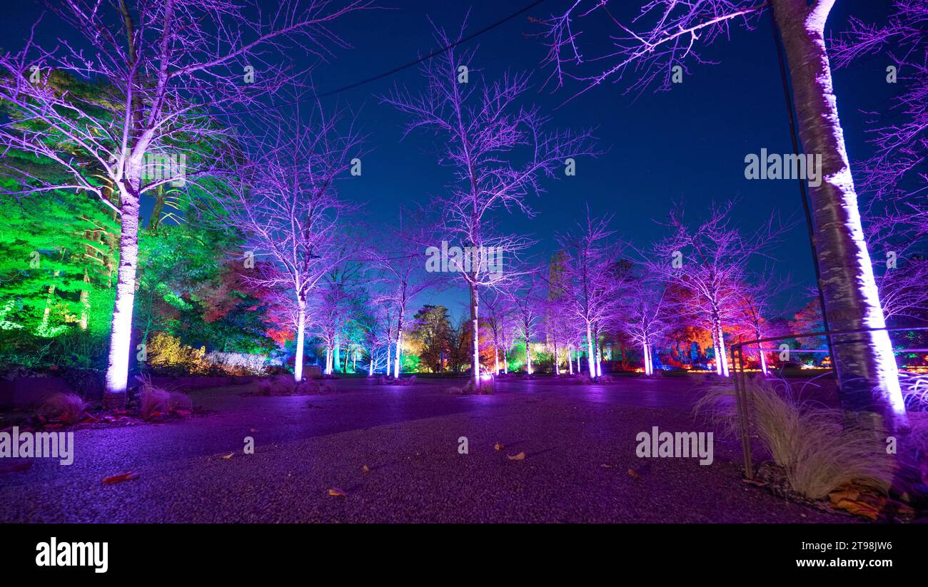 RHS Gardens Wisley, Surrey, UK. 23rd Nov, 2023. Magical preview evening at RHS Gardens Wisley. At Glow 2023, see the garden in breathtaking beauty as amazing illuminations light the visitors route on a wonder-filled journey. The colourful Festive event runs from 24 Nov 2023 - 2 Jan 2024. Credit: Malcolm Park/Alamy Live News Stock Photo