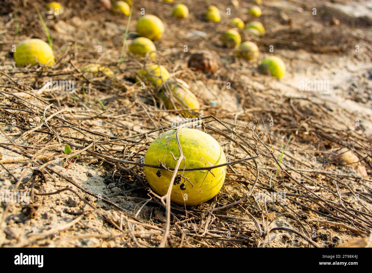 Wild bitter apples in the sandy soil in the Thar desert Stock Photo