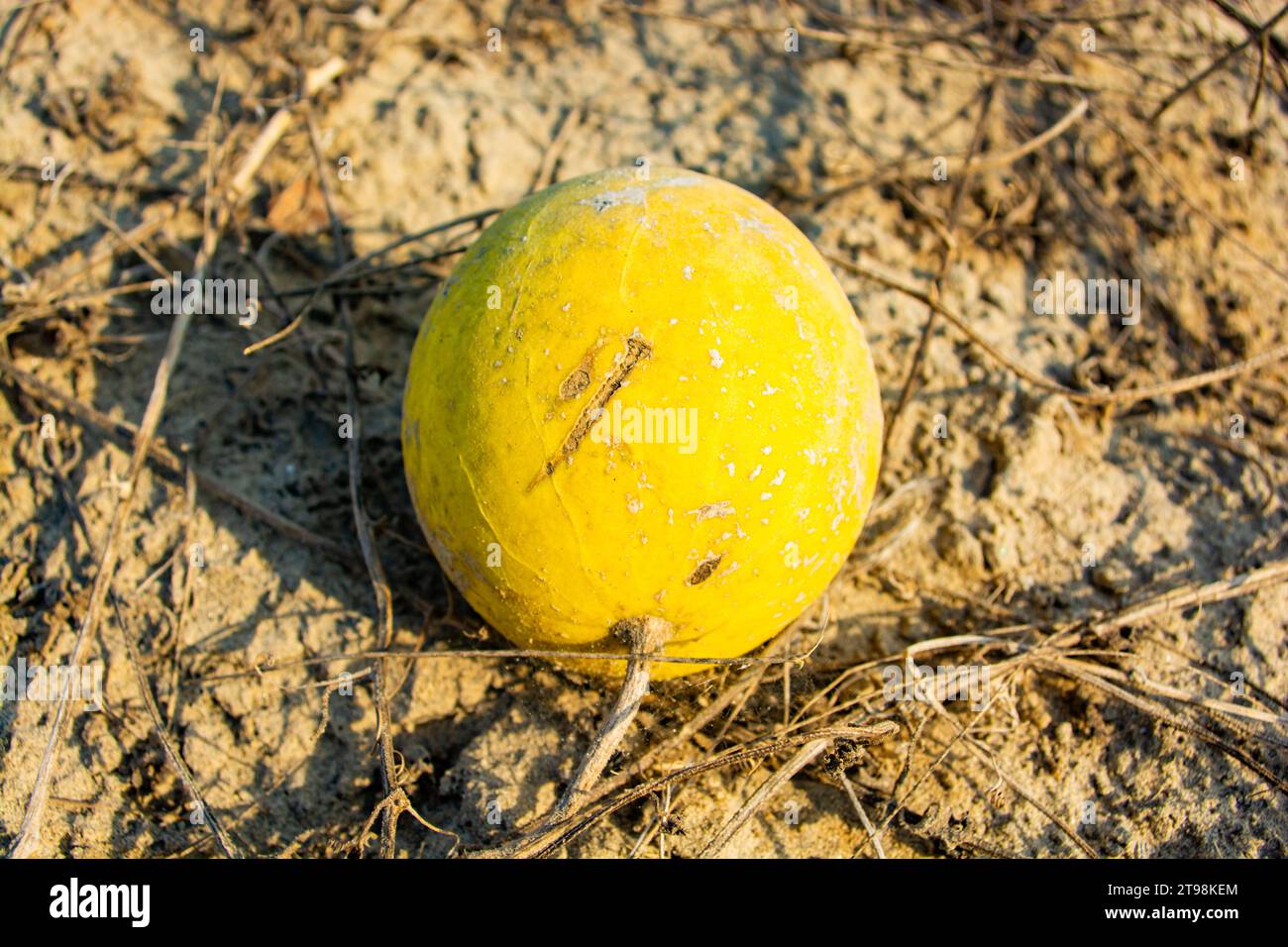 Bitter apple or Citrullus colocynthis herb in the desert Stock Photo