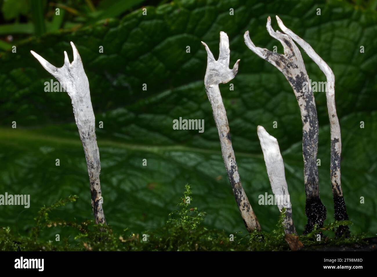 Bioluminescent hi-res stock photography and images - Alamy