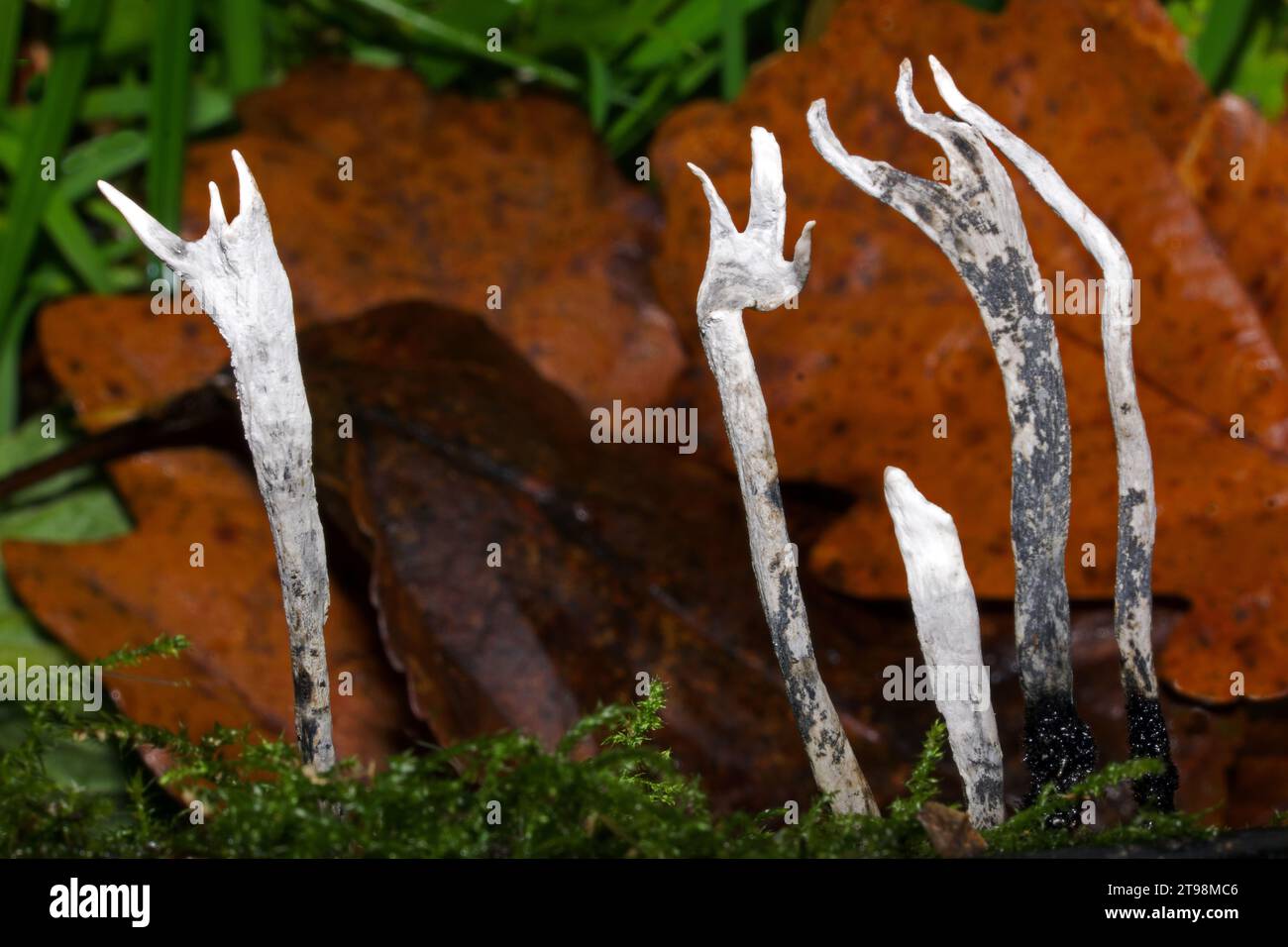 Xylaria hypoxylon (candle-snuff fungus) is a species of