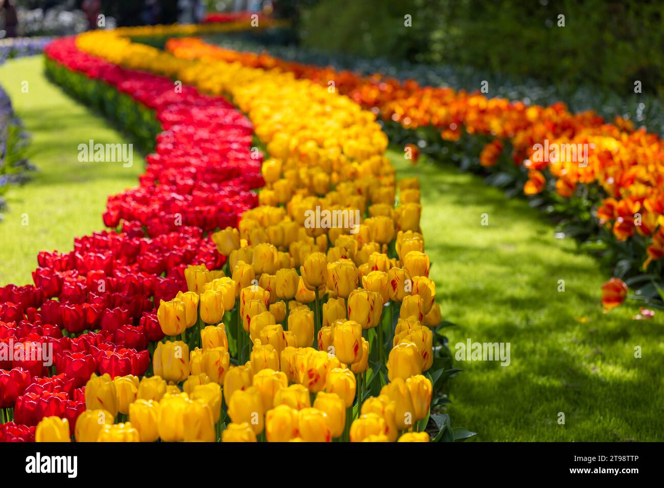 Keukenhof flower garden - largest tulip park in world, Lisse ...