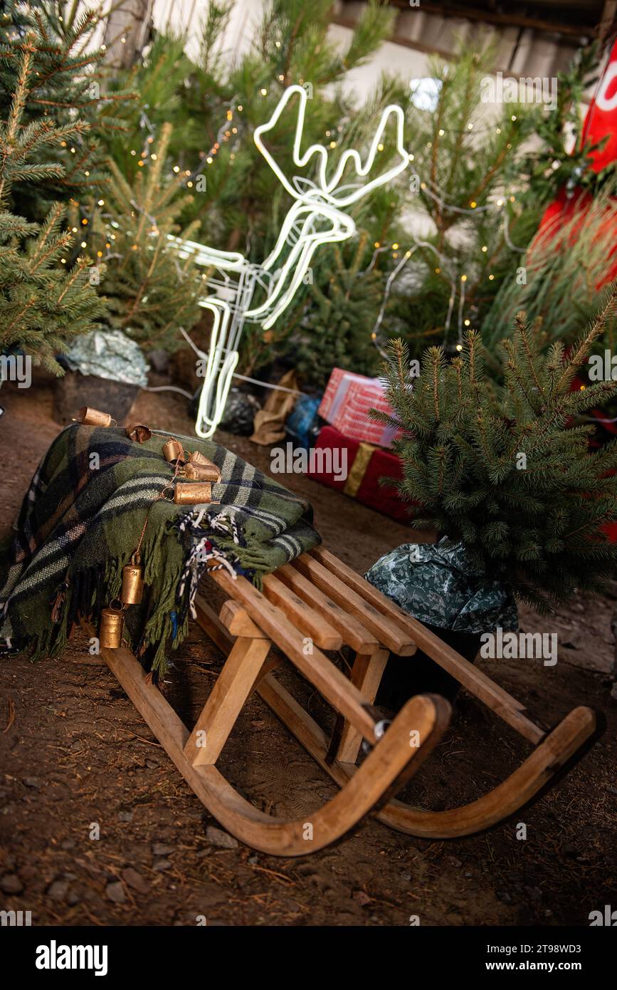 Among the Christmas tree market in the courtyard there are large wooden sleighs. Lawn decorations for the New Year with gifts, garlands, led deer, jin Stock Photo