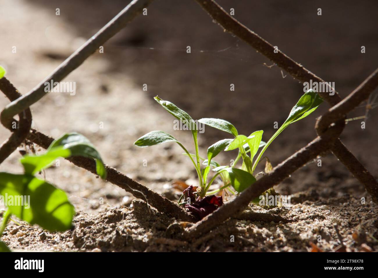 Plant growing in soil near rusty fence. Stock Photo