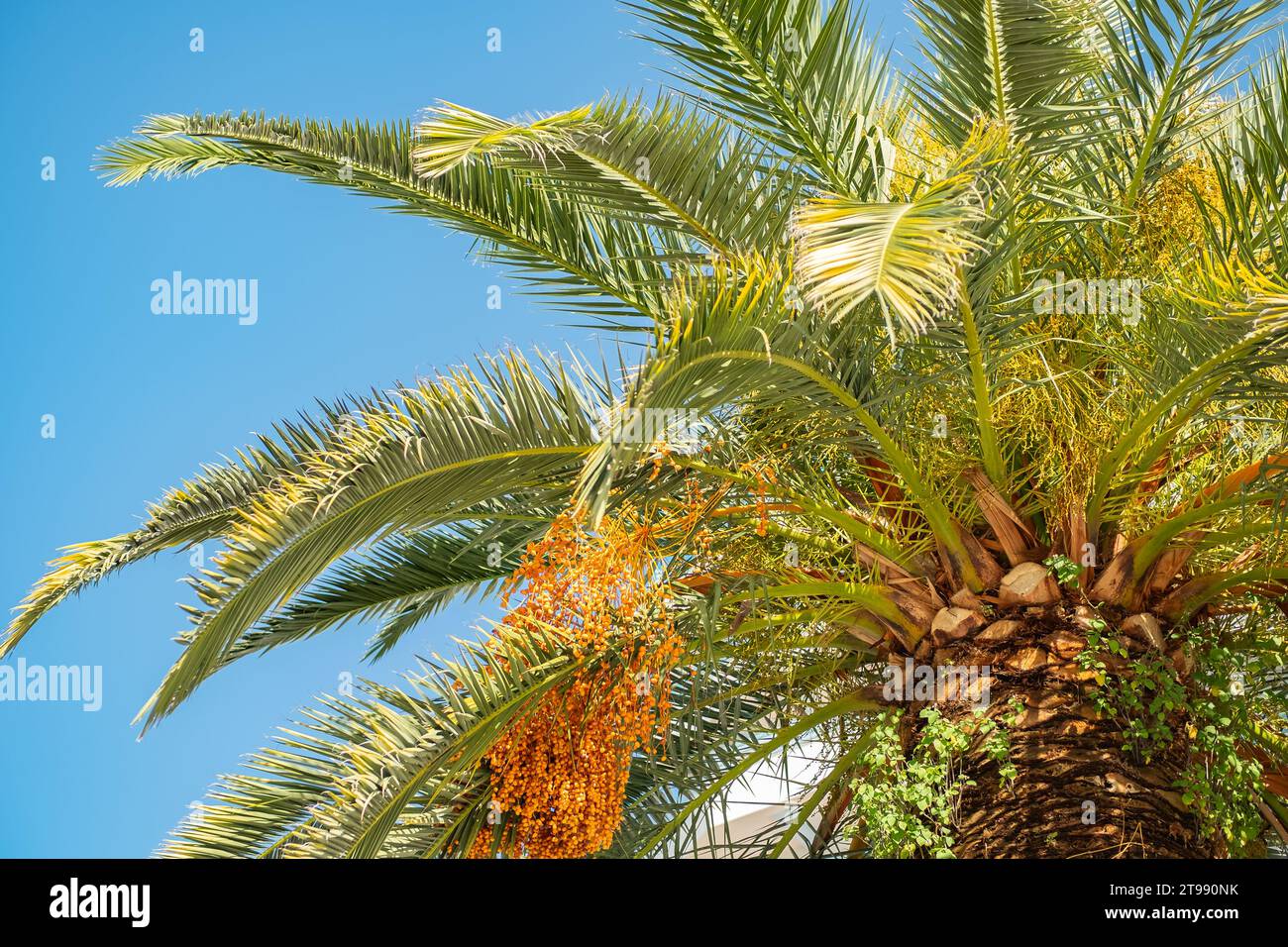 Palm tree with green leaves and growing dates on them. Beautiful palms with dates on blue sky background. View of palm tree, stem and branches, leaves Stock Photo