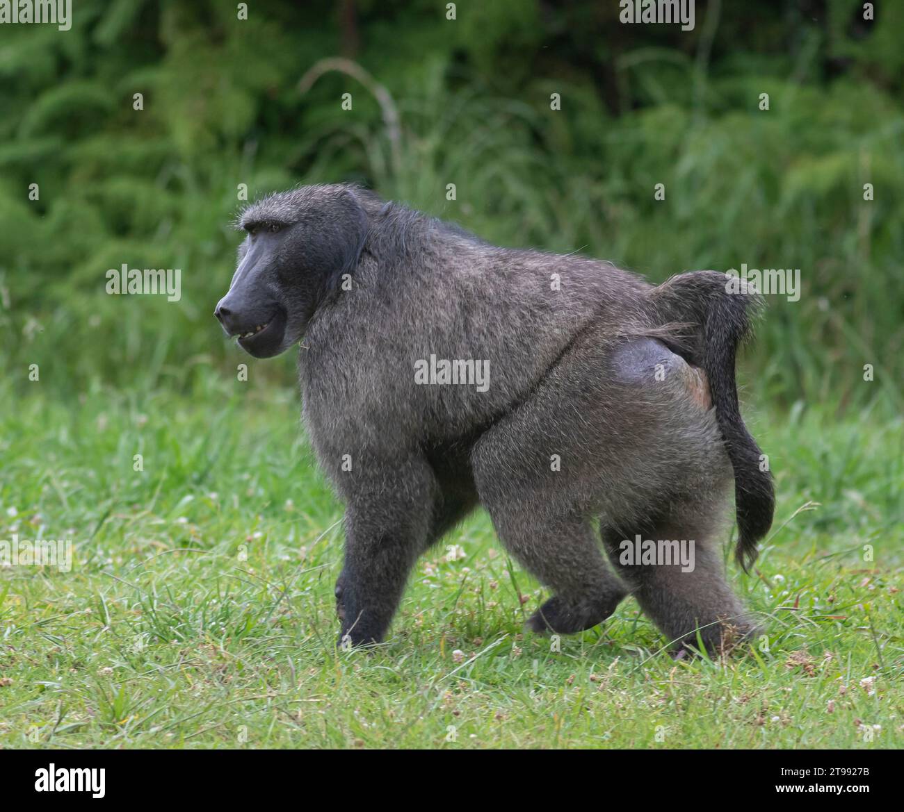 African Baboon Male