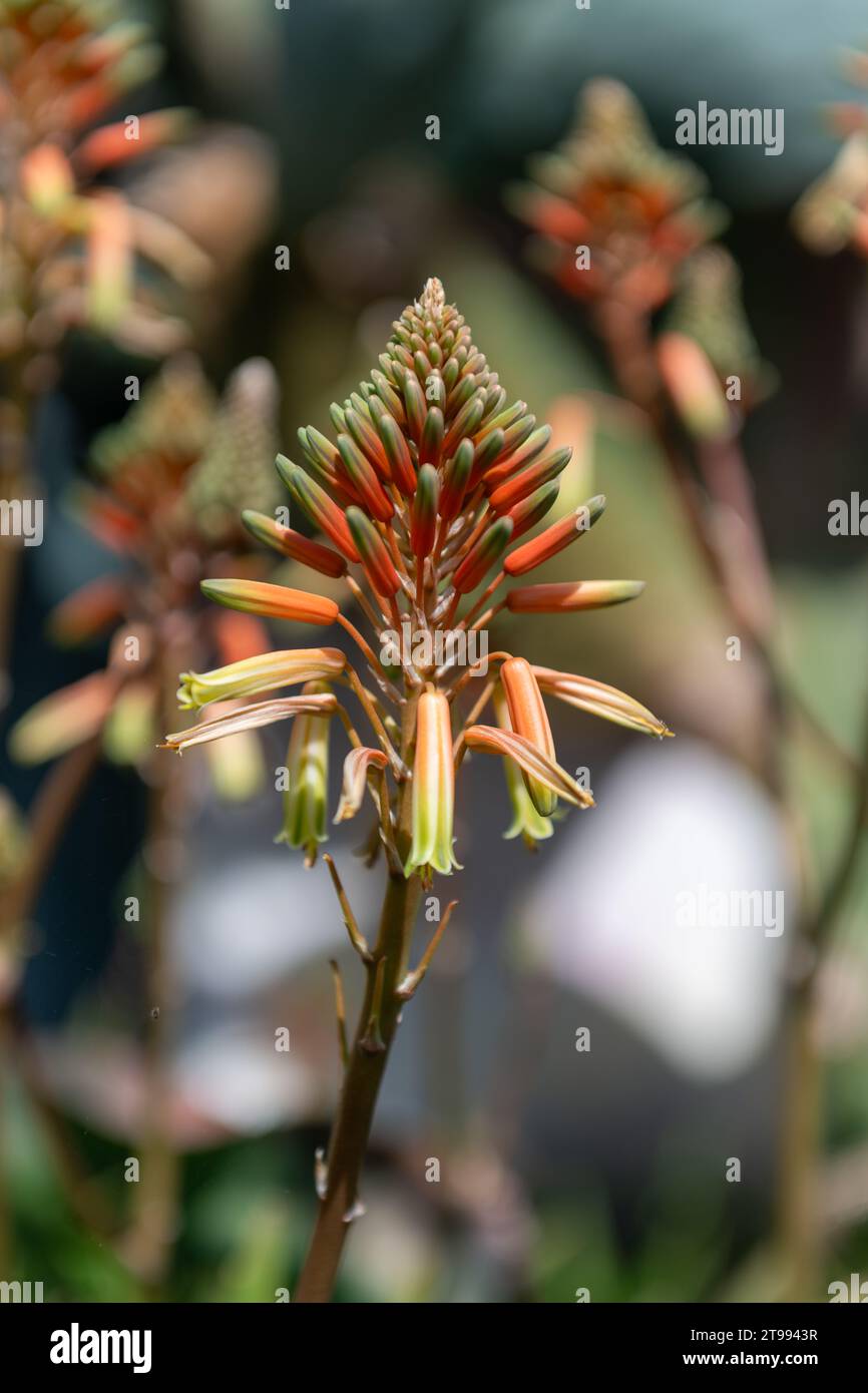 Aloe Vera flowers in bloom Stock Photo